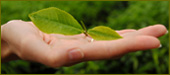 complete hot tea service, iced tea service, restaurant coffee houses tea shops, Delaware, Philadelphia, PA, Wilmington, DE. restaurant owners, restaurant managers, chefs  automatic brewing equipment, tea brewers, tea supplies, hot tea, iced tea